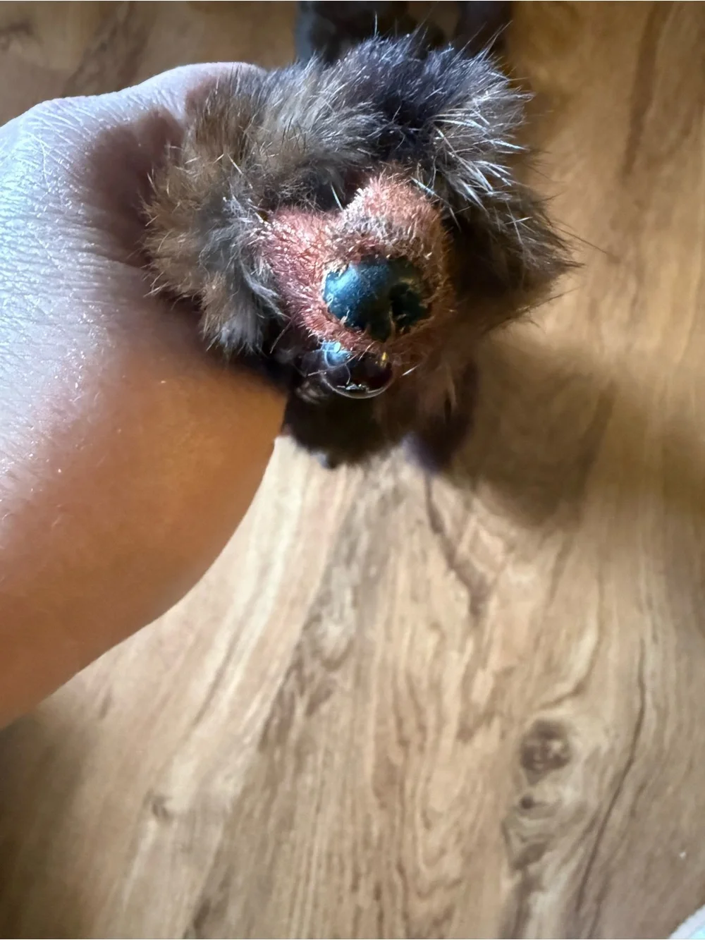 N/A pelks mink